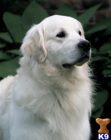 Golden Retriever stud dog